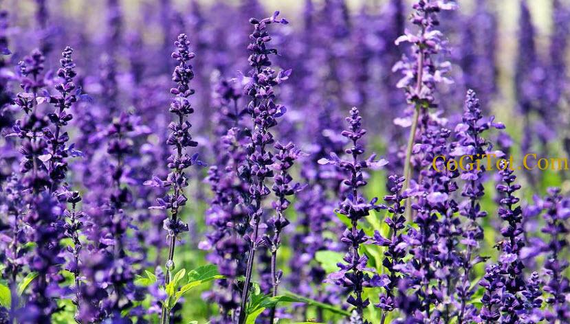 ✔️ 100 Câu Stt Về Hoa Lavender & Cap Hoa Oải HươngThả Thính Hay Nhất 2