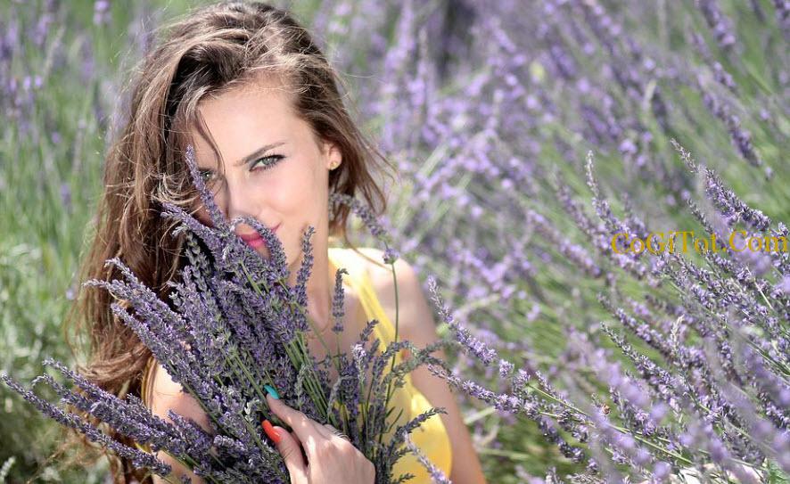 ✔️ 100 Câu Stt Về Hoa Lavender & Cap Hoa Oải HươngThả Thính Hay Nhất
